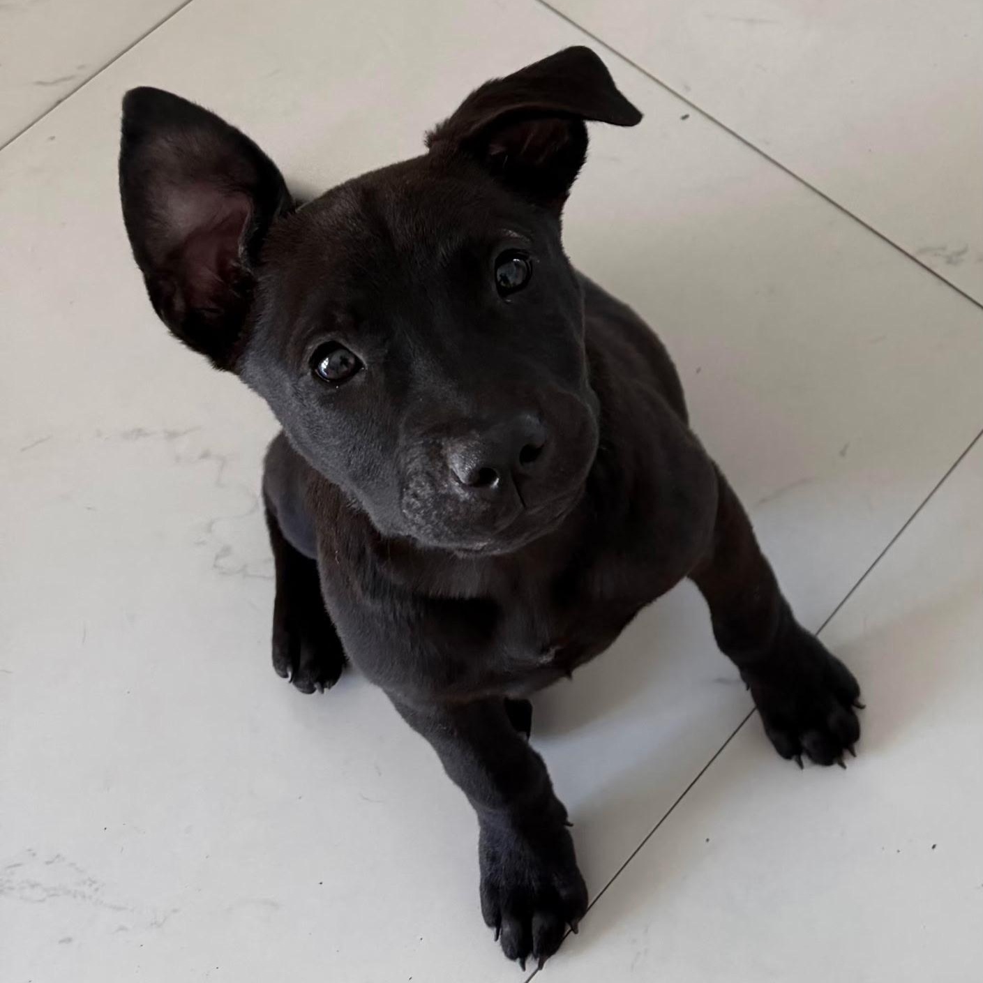 Zoe, a ADOPTABLE mixed breed in Lake Worth, FL image 1/4