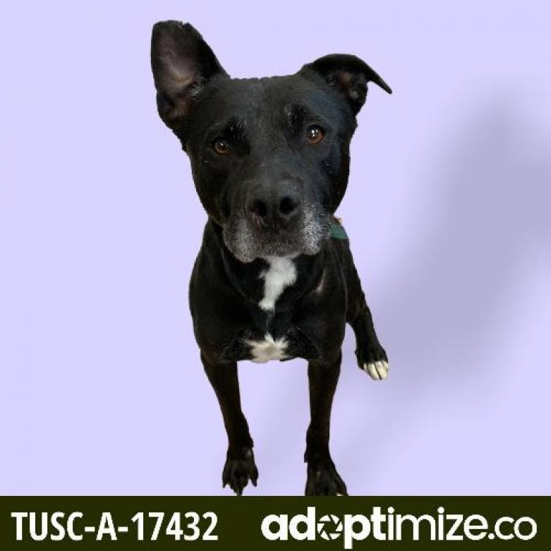 Enlarge Bear, a Adoptable mixed breed in Tuscaloosa, AL image 2/2