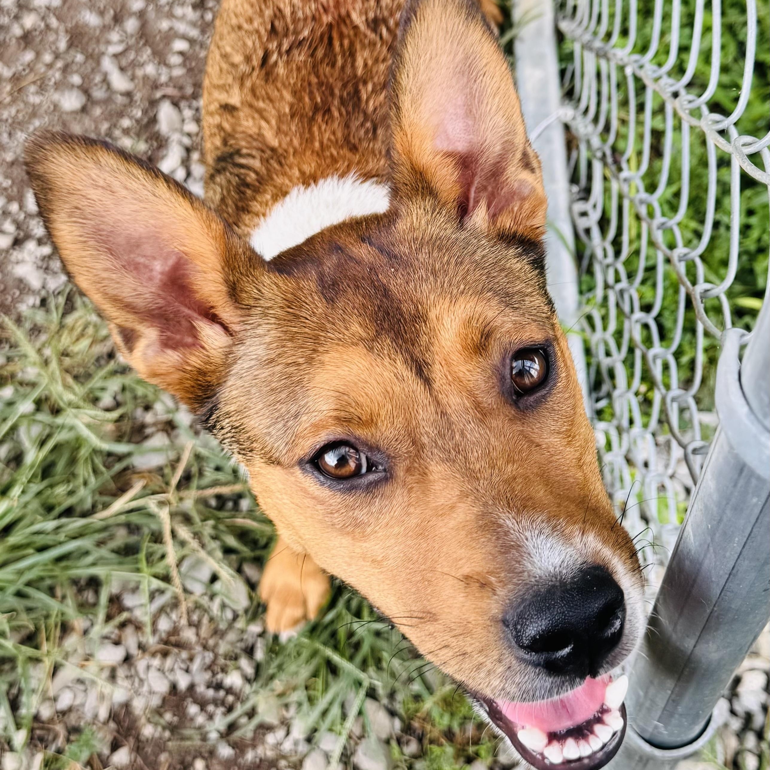 Nova