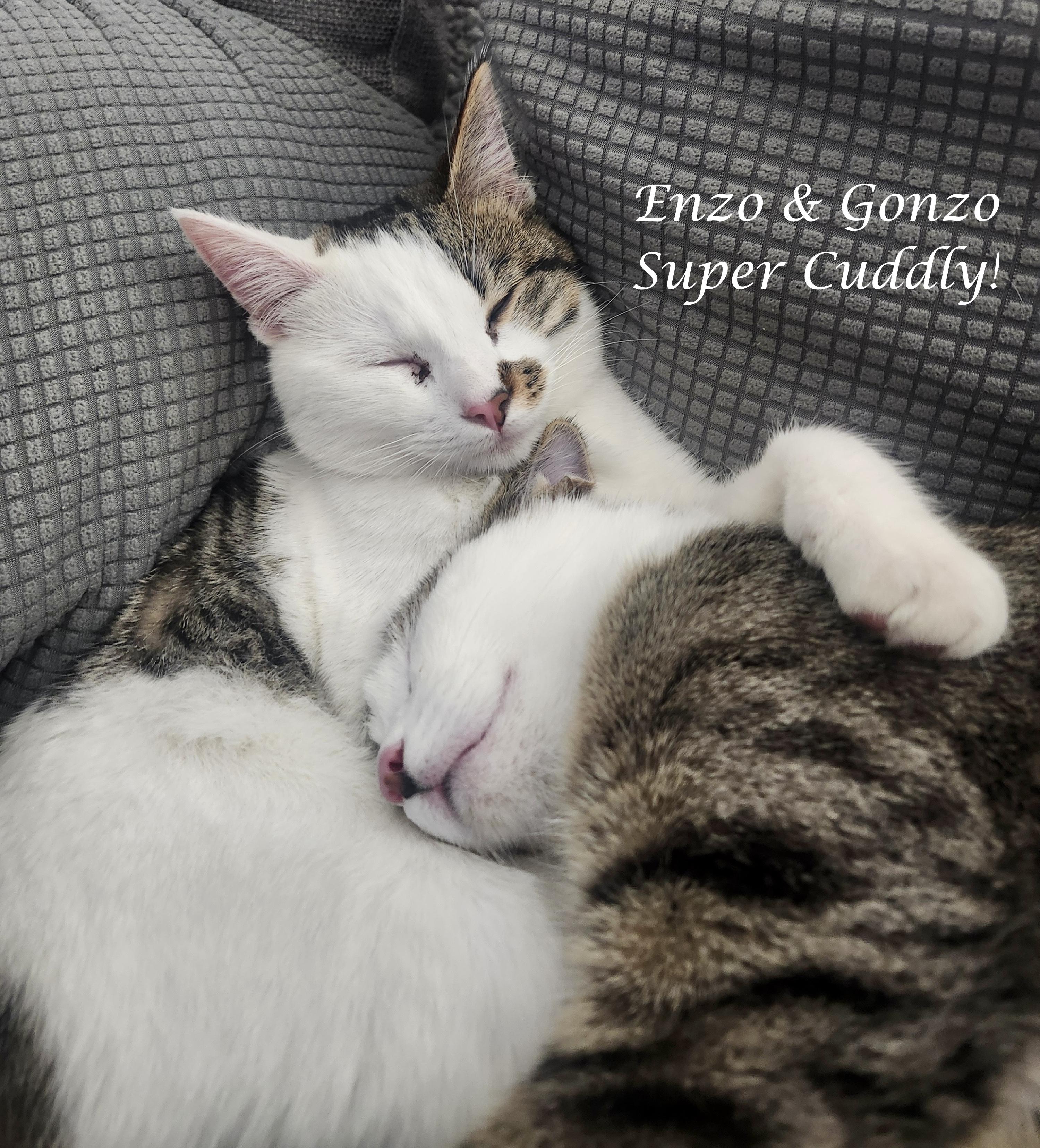 Enlarge ENZO & GONZO, a ADOPTABLE Tabby in Monrovia, CA image 3/6