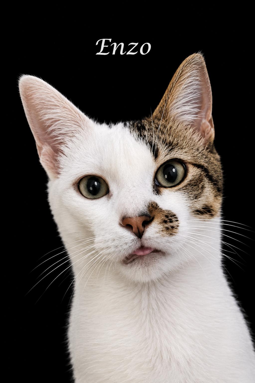 ENZO & GONZO-simply the best!, a ADOPTABLE Tabby in Monrovia, CA image 4/6