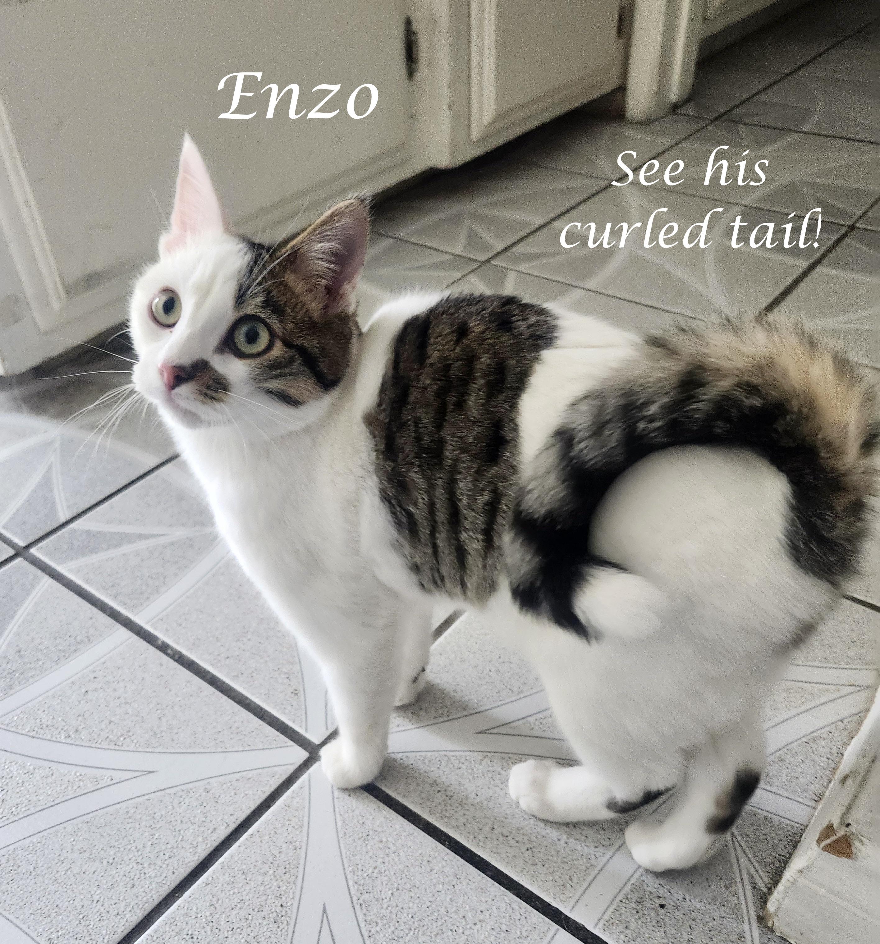 Enlarge ENZO & GONZO, a ADOPTABLE Tabby in Monrovia, CA image 5/6