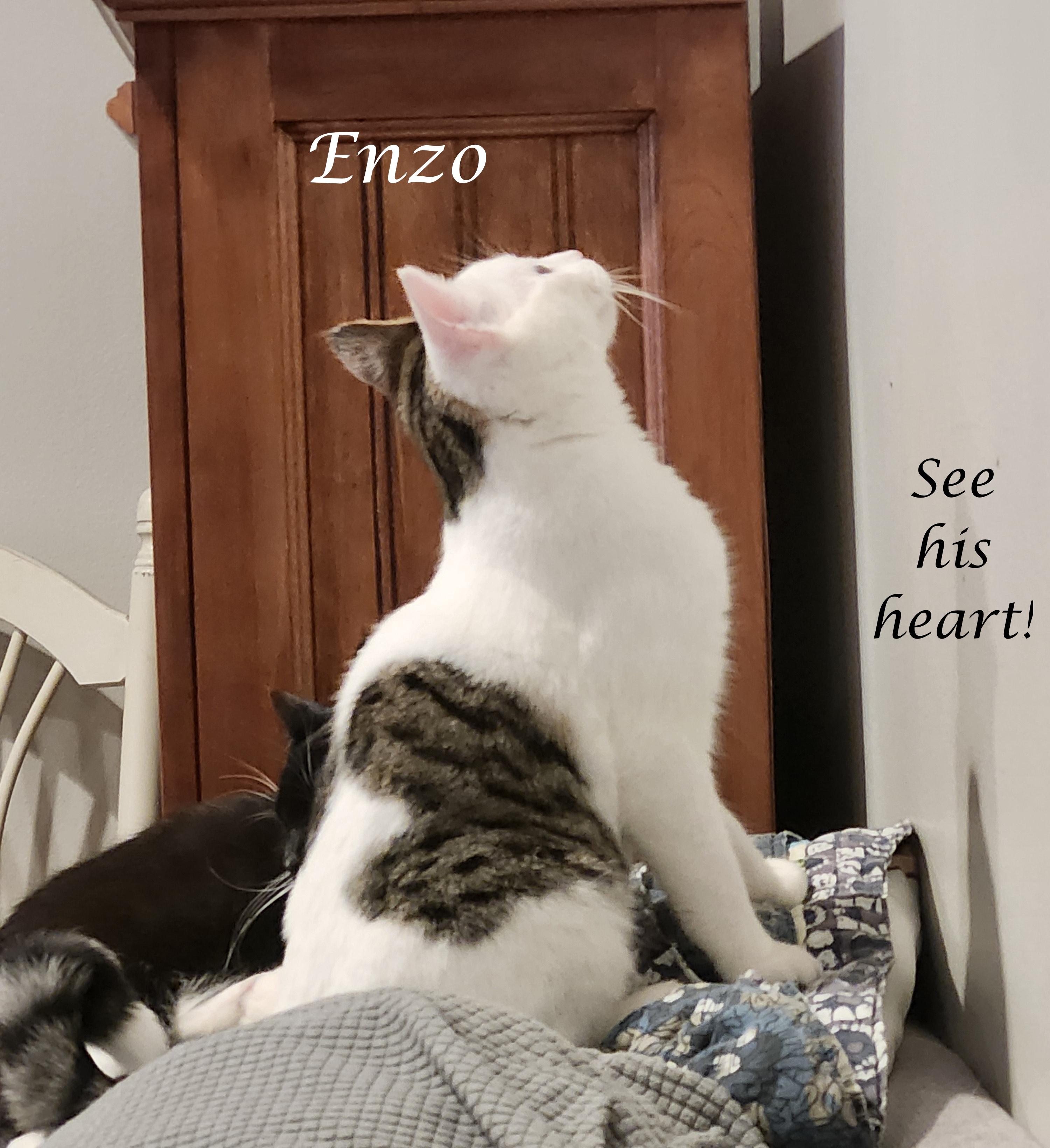 Enlarge ENZO & GONZO, a ADOPTABLE Tabby in Monrovia, CA image 4/6