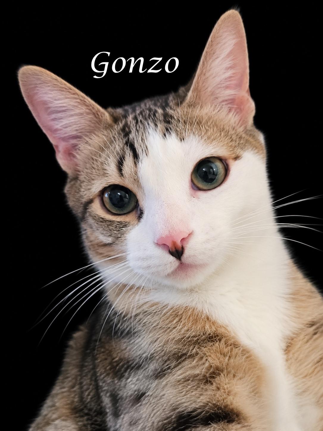 ENZO & GONZO-simply the best!, a ADOPTABLE Tabby in Monrovia, CA image 3/6