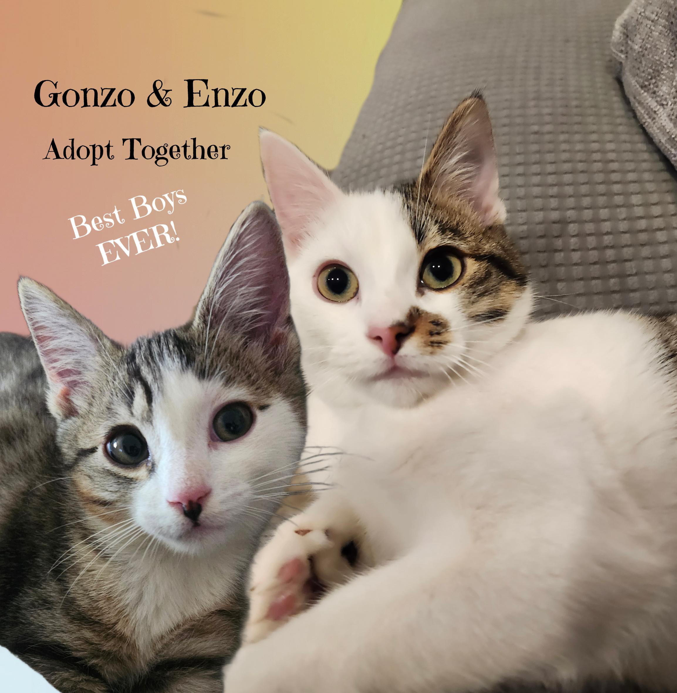 Enlarge ENZO & GONZO, a ADOPTABLE Tabby in Monrovia, CA image 1/6