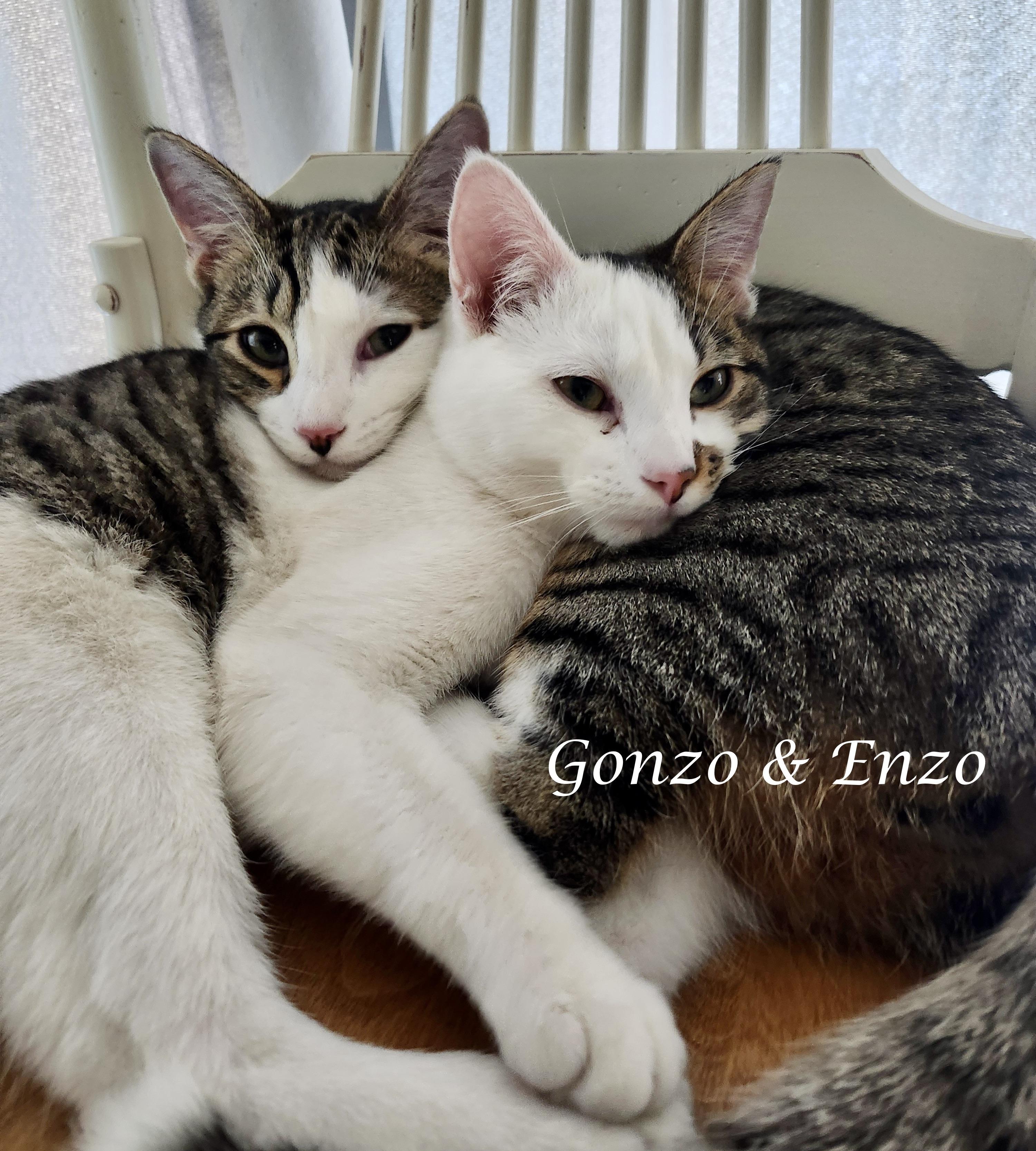 Enlarge ENZO & GONZO, a ADOPTABLE Tabby in Monrovia, CA image 2/6