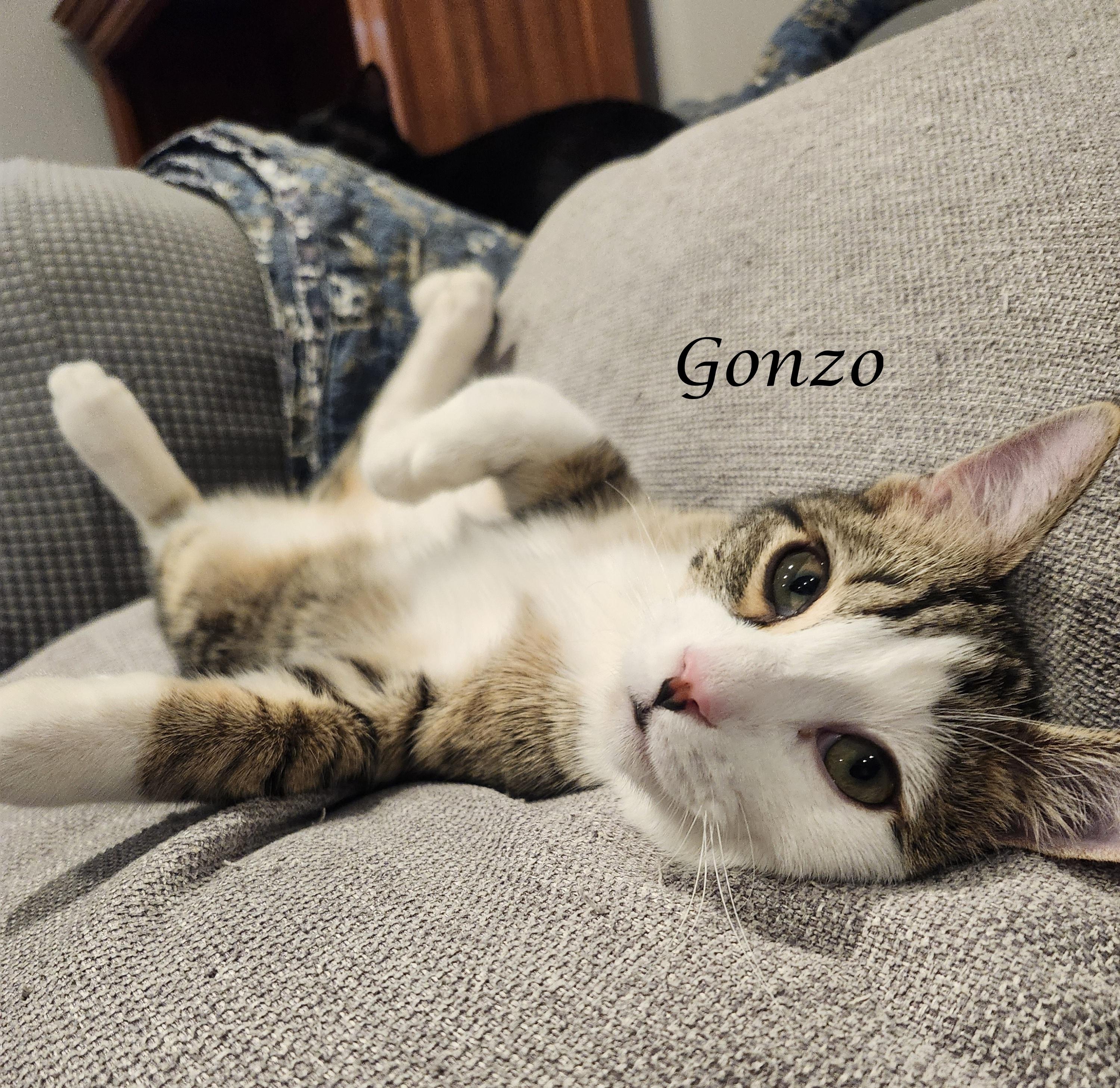 Enlarge ENZO & GONZO, a ADOPTABLE Tabby in Monrovia, CA image 6/6