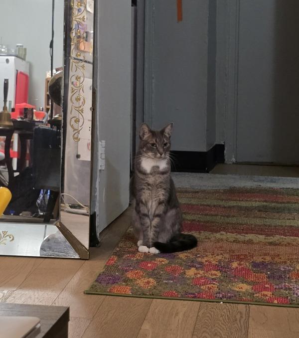 Indiana, Adoptable, Senior Female Domestic Short Hair.