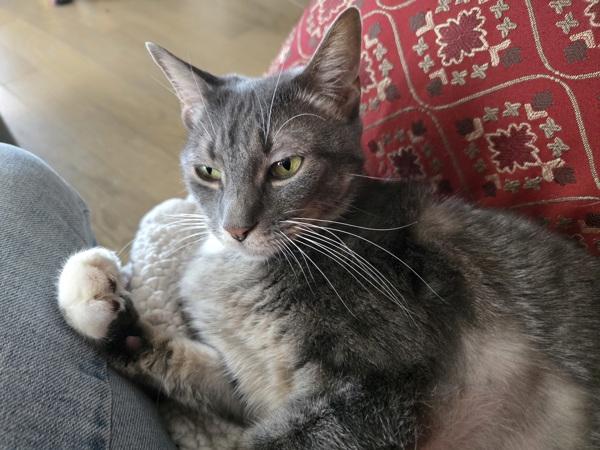 Enlarge Indiana, a Adoptable mixed breed in New York, NY image 2/6