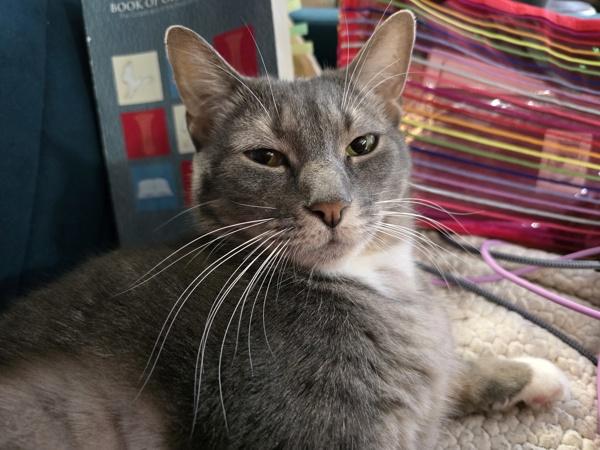 Enlarge Indiana, a Adoptable mixed breed in New York, NY image 4/6