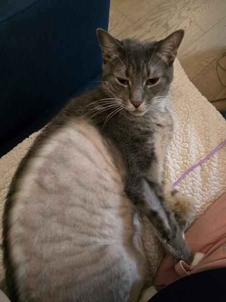 Enlarge Indiana, a Adoptable mixed breed in New York, NY image 5/6