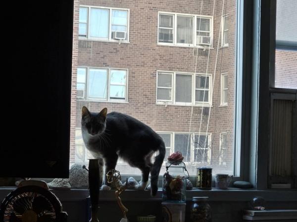 Enlarge Indiana, a Adoptable mixed breed in New York, NY image 6/6