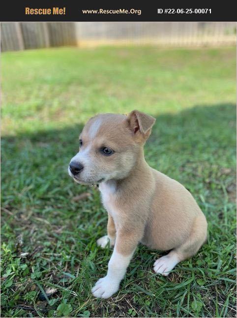 Enlarge Jack Jack - Mysterious mix with fuzzy tan coat, adventurous boy, a Adopted mixed breed in Oro Valley, AZ image 1/2