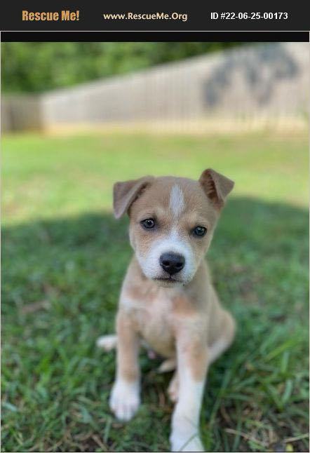 Enlarge Jack Jack - Mysterious mix with fuzzy tan coat, adventurous boy, a Adopted mixed breed in Oro Valley, AZ image 2/2