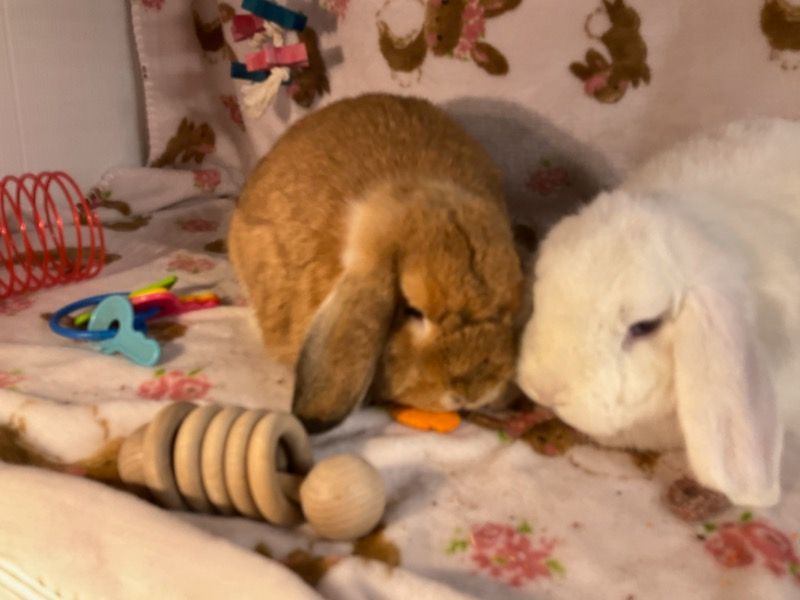 Marshmallow & Vicki, Adoptable, Young Female Lop Eared.