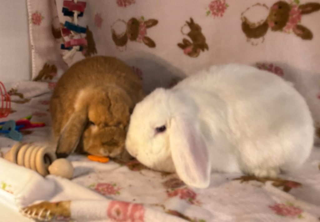 Enlarge Marshmallow & Vicki, a Adoptable Lop Eared in Waynesboro, VA image 2/4