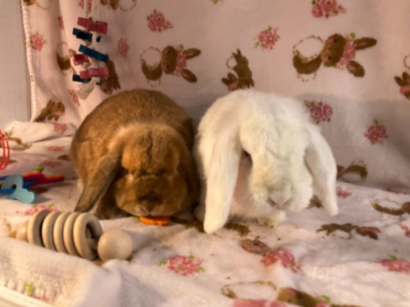 Enlarge Marshmallow & Vicki, a Adoptable Lop Eared in Waynesboro, VA image 3/4