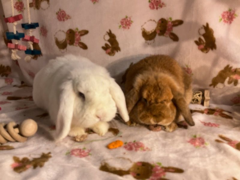 Enlarge Marshmallow & Vicki, a Adoptable Lop Eared in Waynesboro, VA image 4/4