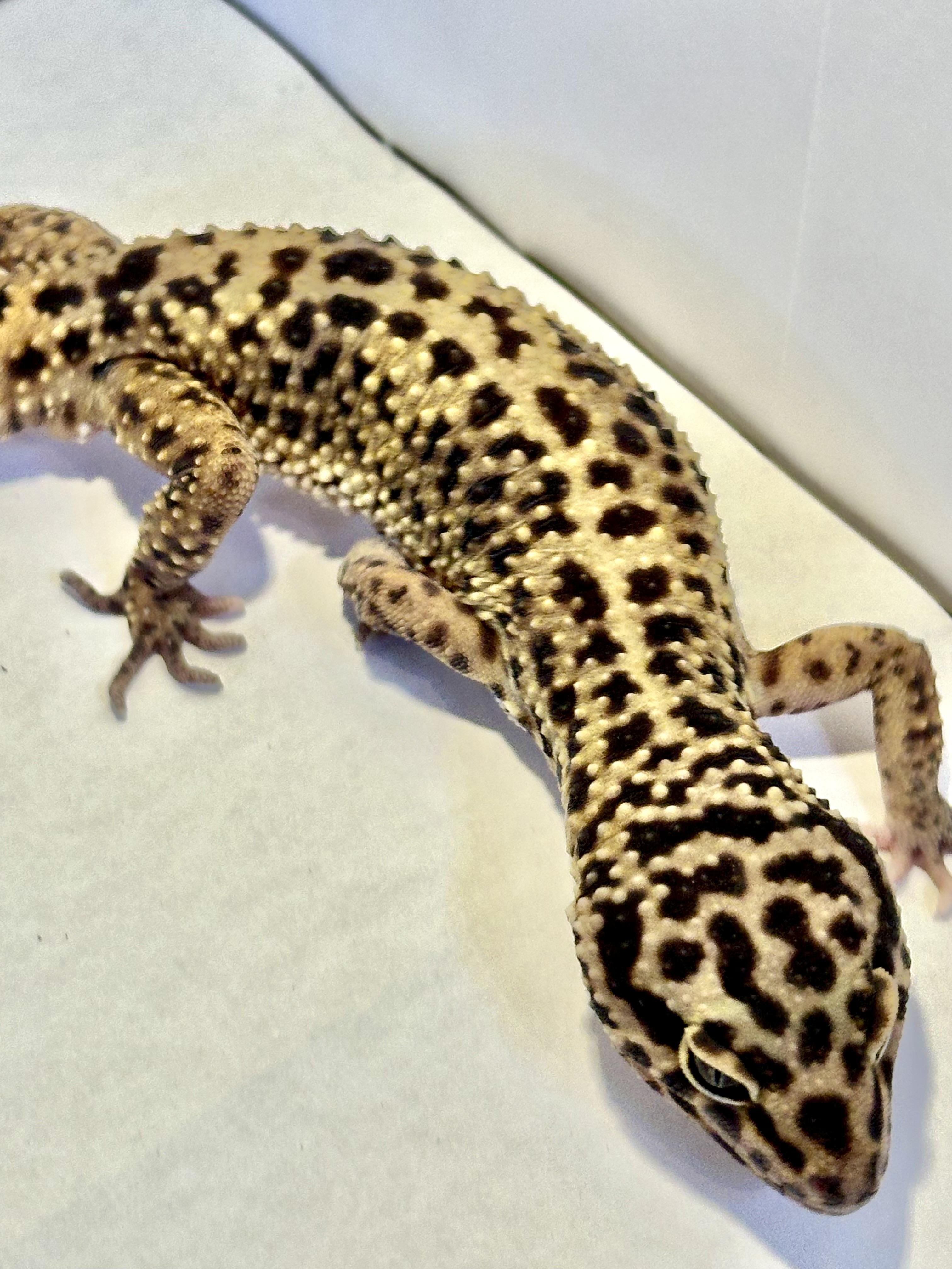 Enlarge Dash, a Adopted Gecko in warwick, RI image 2/4