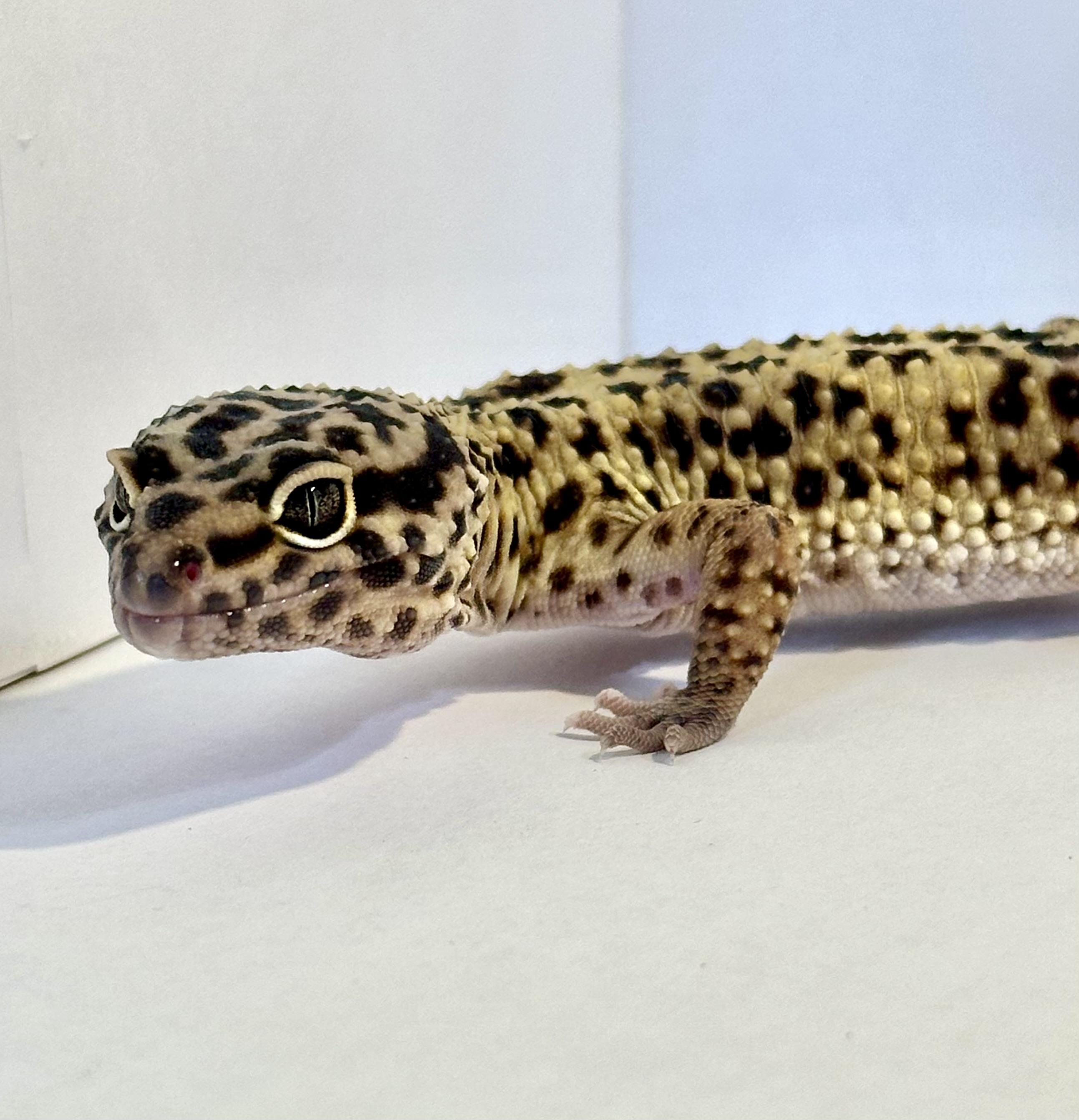 Enlarge Dash, a Adopted Gecko in warwick, RI image 3/4