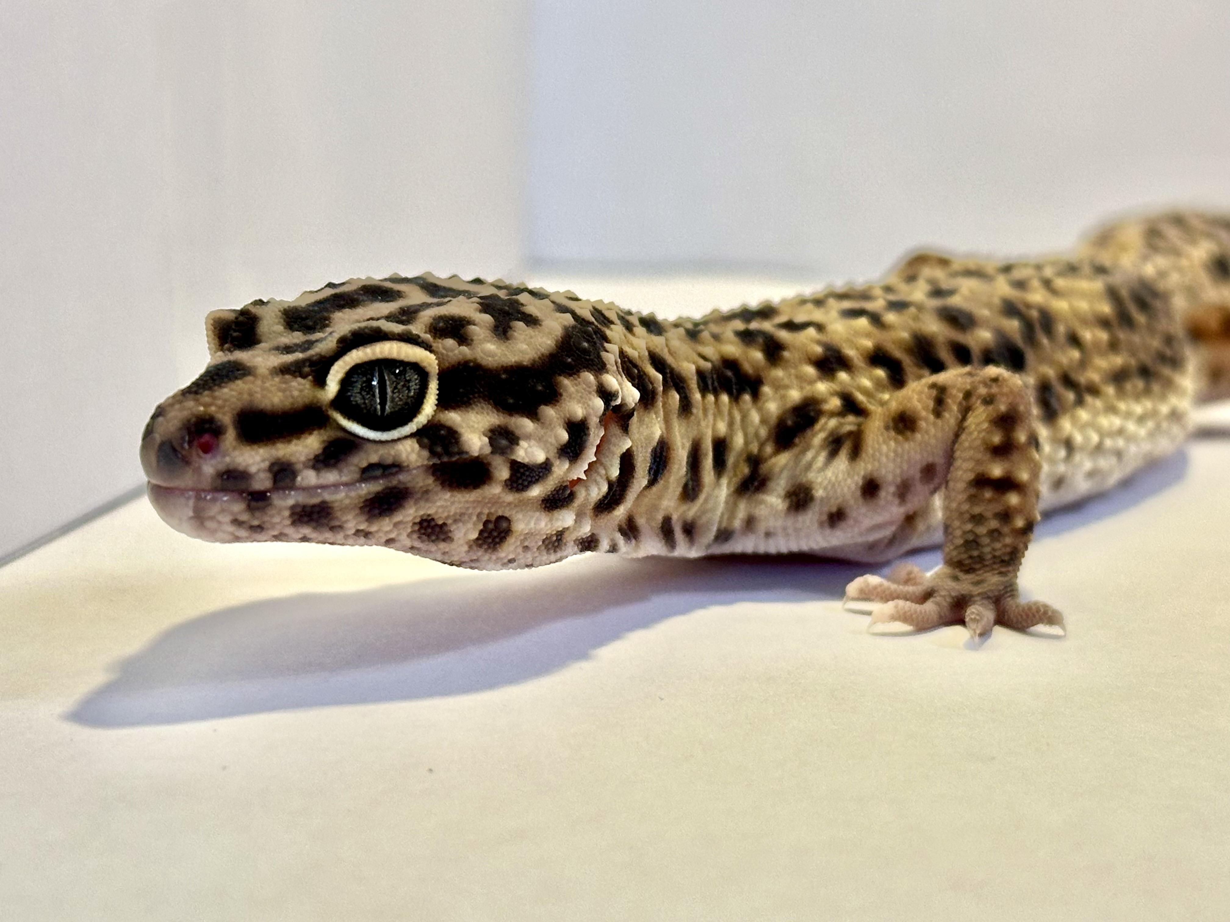 Enlarge Dash, a Adopted Gecko in warwick, RI image 4/4