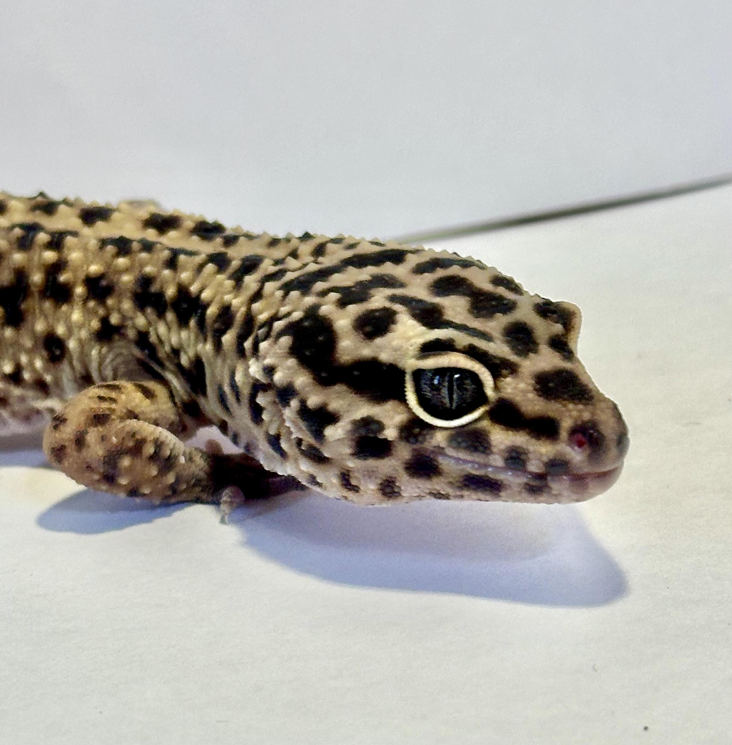 Dash, Adopted, Young Male Gecko.