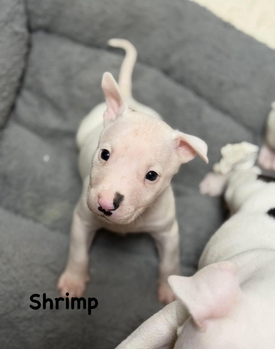 Shrimp, adopted, Puppy Male Bull Terrier.