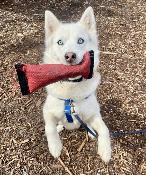 Buster, Adoptable, Adult Male Siberian Husky.