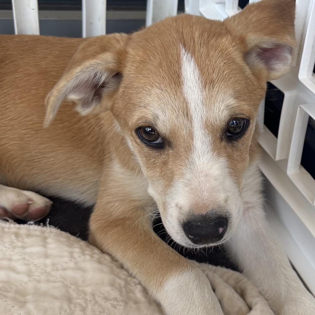 Bree, Adoptable, Young Female Catahoula Leopard Dog & Mixed Breed.