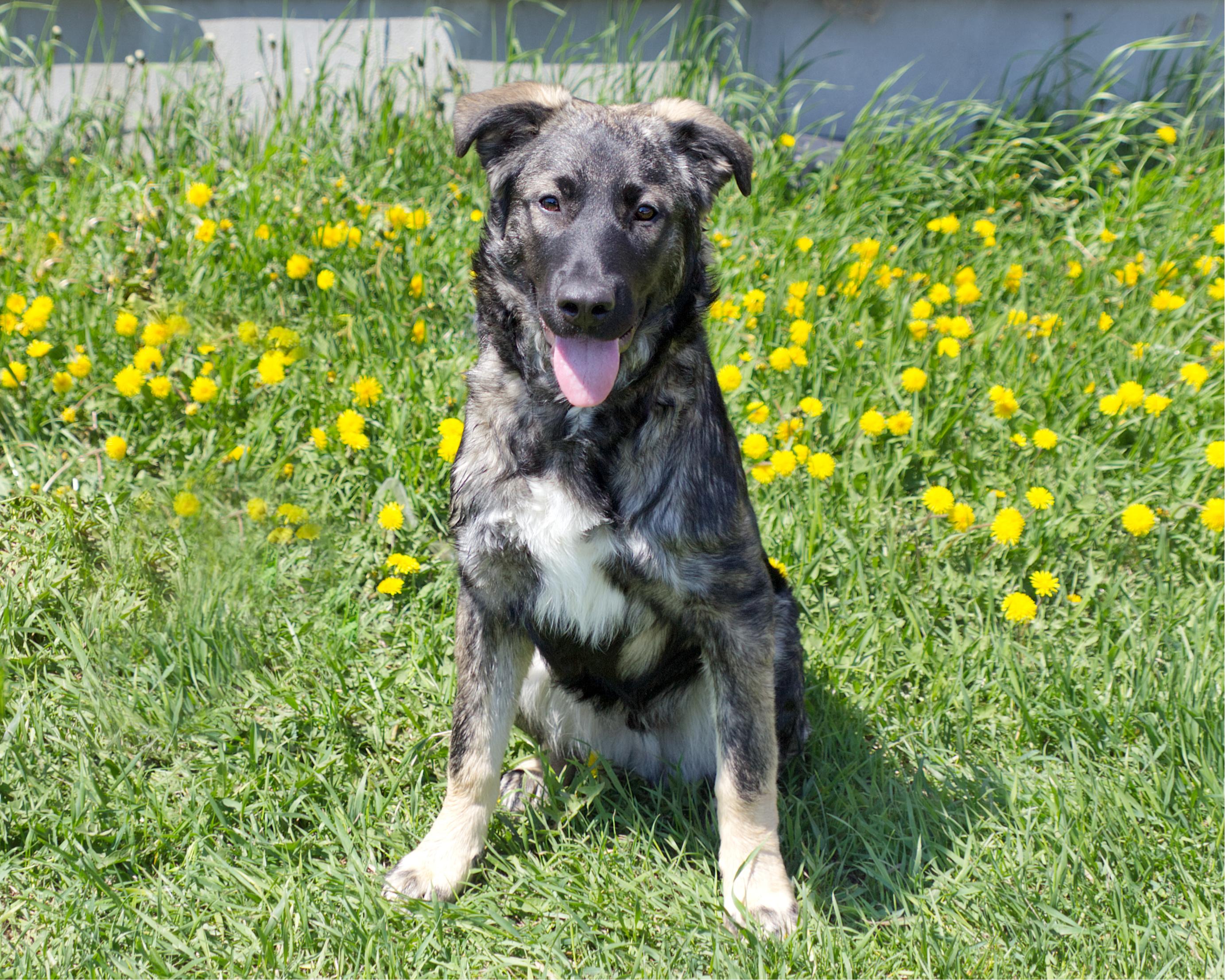 Enlarge Flynn, an adopted mixed breed in Winnipeg, MB image 3/3
