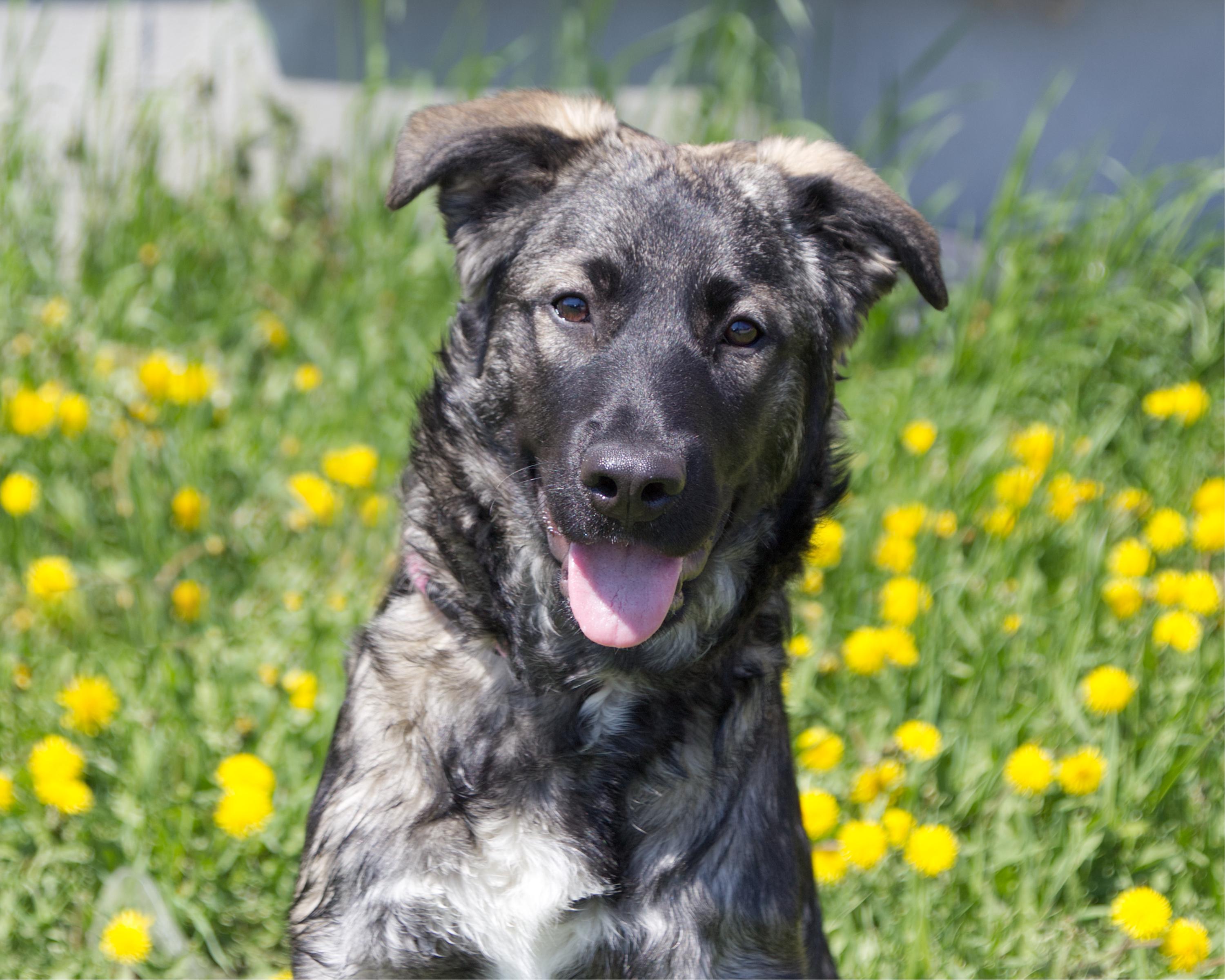 Flynn, adopted, Young Male Shepherd.