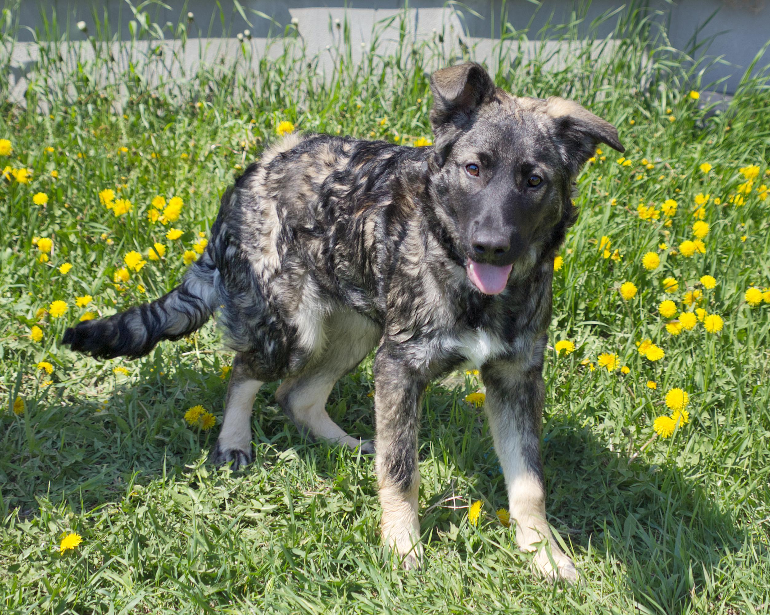 Enlarge Flynn, an adopted mixed breed in Winnipeg, MB image 2/3