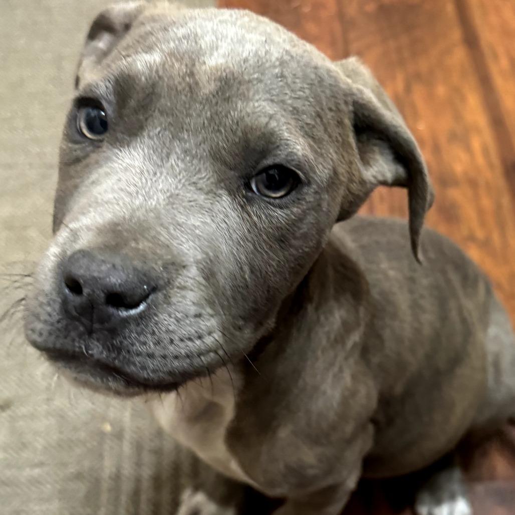 Crowley, an adoptable Pit Bull Terrier in Fenton, MI image 2/2