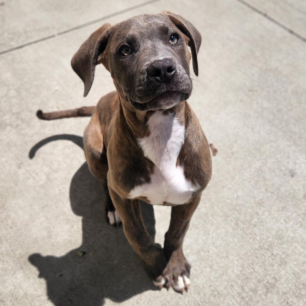 Crowley, adoptable, Puppy Male Pit Bull Terrier.