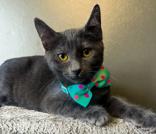 Fiesta, Adoptable, Young Female Domestic Short Hair.