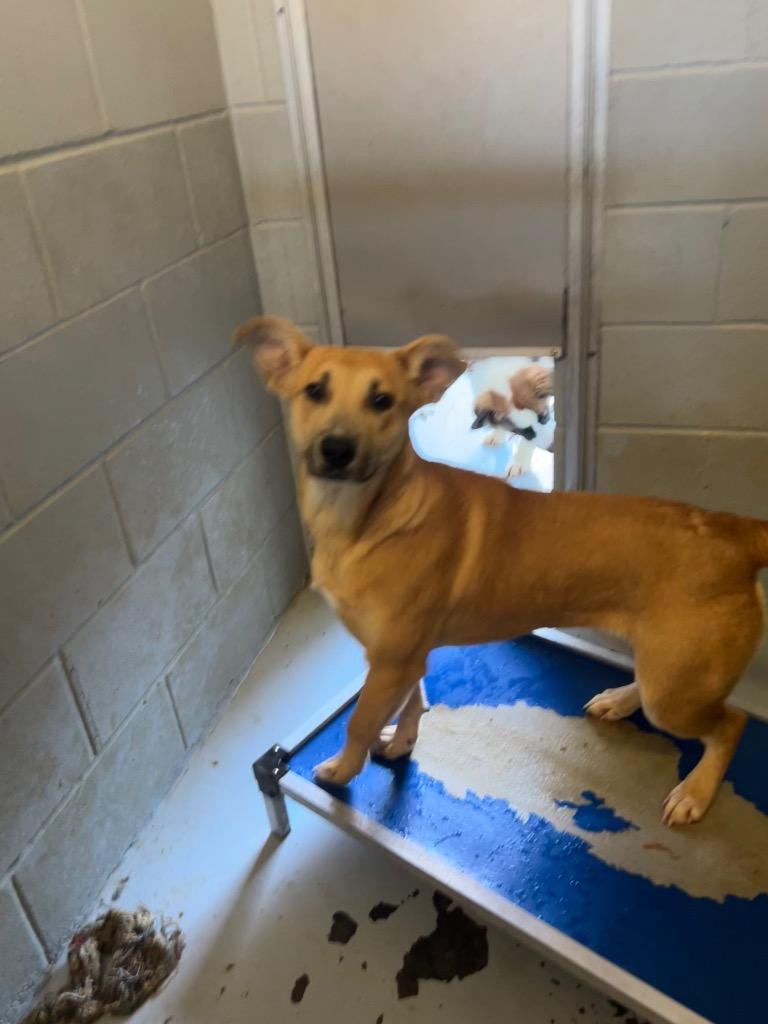Winslet, Adoptable, Young Female Shepherd.