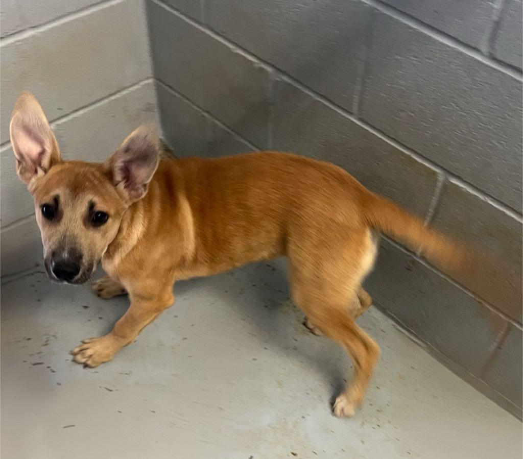 Winslet, a Adoptable Shepherd in Greenwood, MS image 2/2
