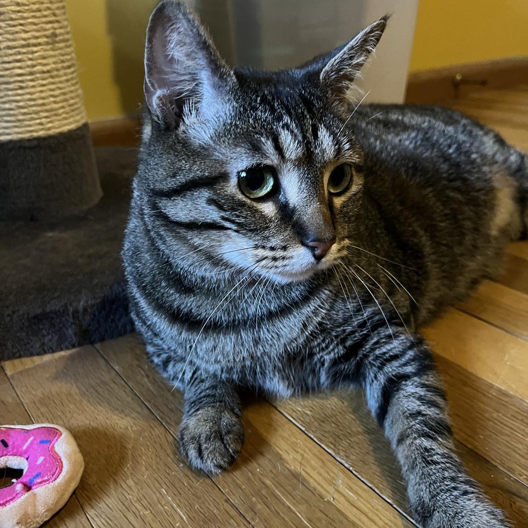 Aretha, Adoptable, Adult Female Domestic Short Hair.