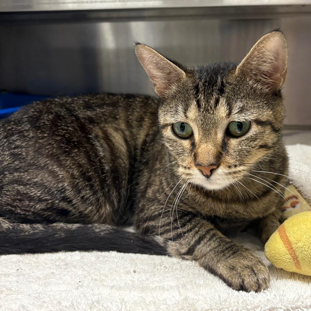 Enlarge Aretha, a Adoptable Domestic Short Hair in Springfield, IL image 1/1