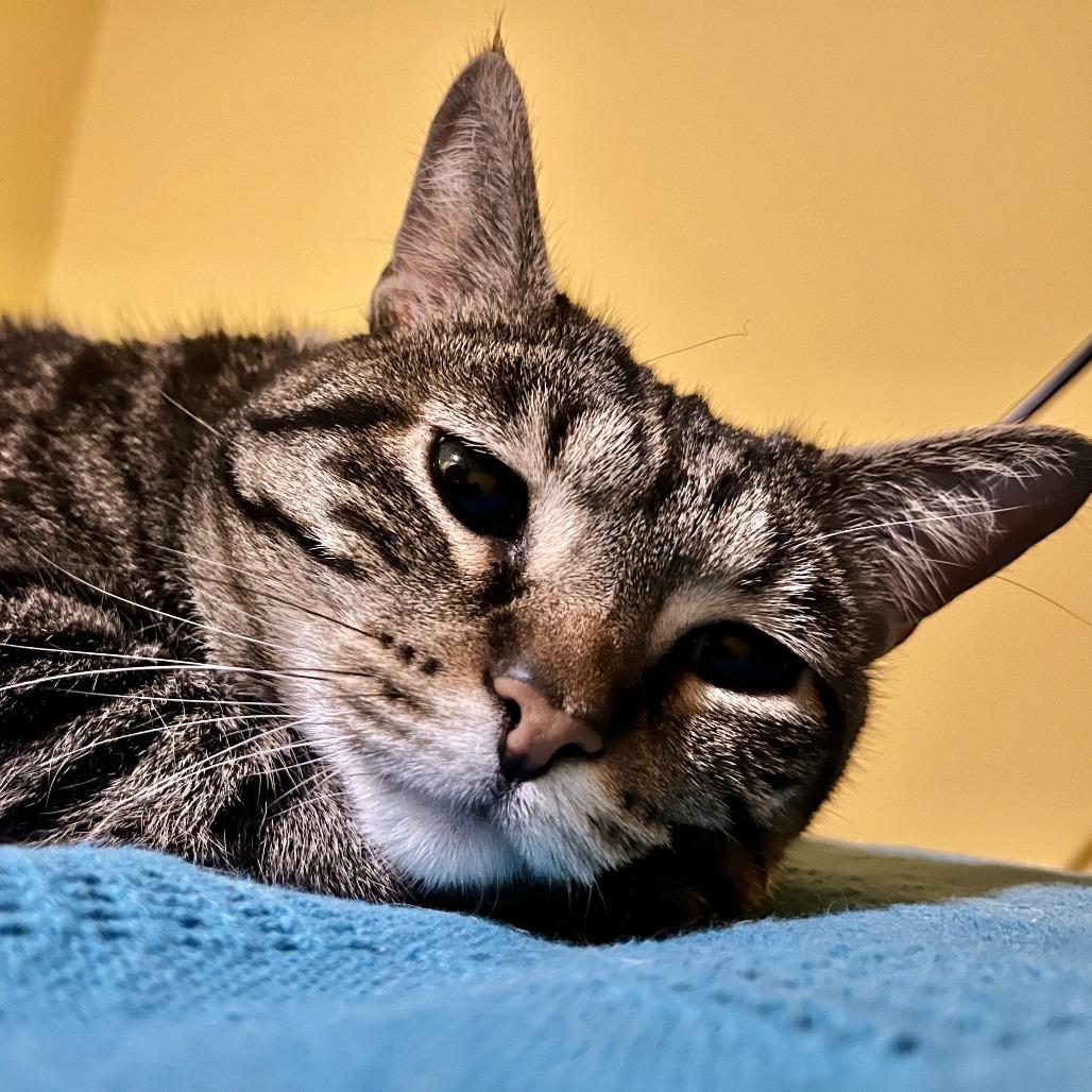 Aretha, a Adoptable Domestic Short Hair in Springfield, IL image 3/6