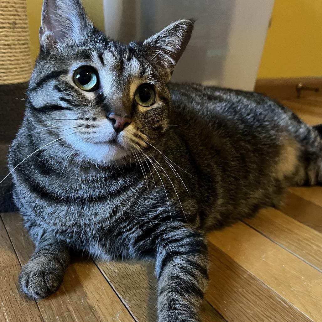 Aretha, a Adoptable Domestic Short Hair in Springfield, IL image 4/6