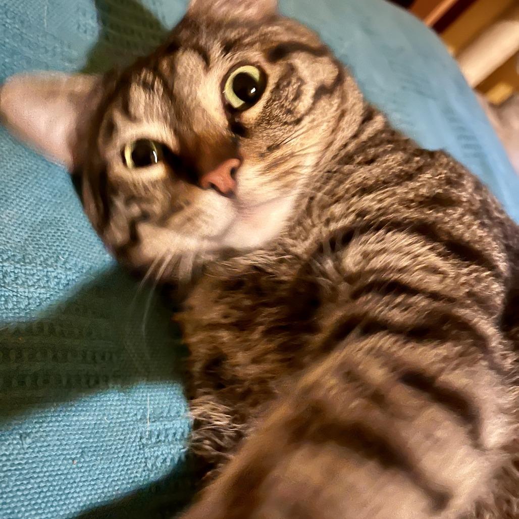 Aretha, a Adoptable Domestic Short Hair in Springfield, IL image 5/6