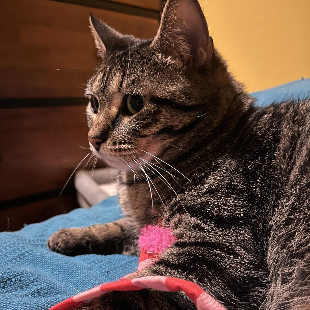 Aretha, a Adoptable Domestic Short Hair in Springfield, IL image 6/6
