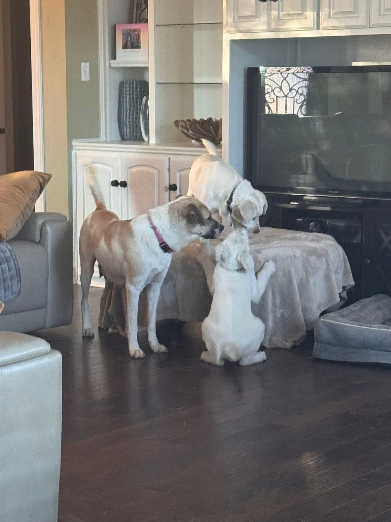 Dooley, an adopted mixed breed in Southlake, TX image 4/6