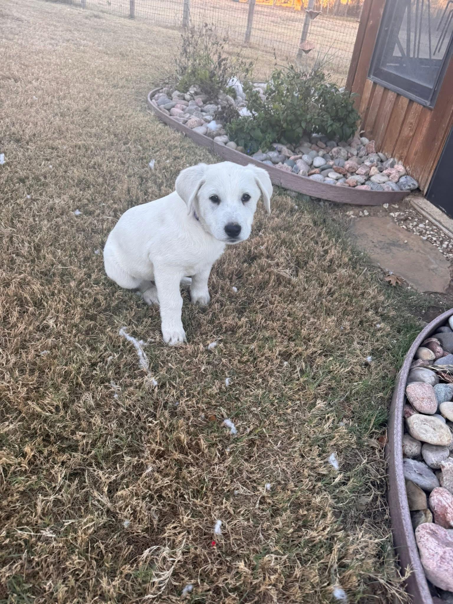 Dooley, an adopted mixed breed in Southlake, TX image 2/6