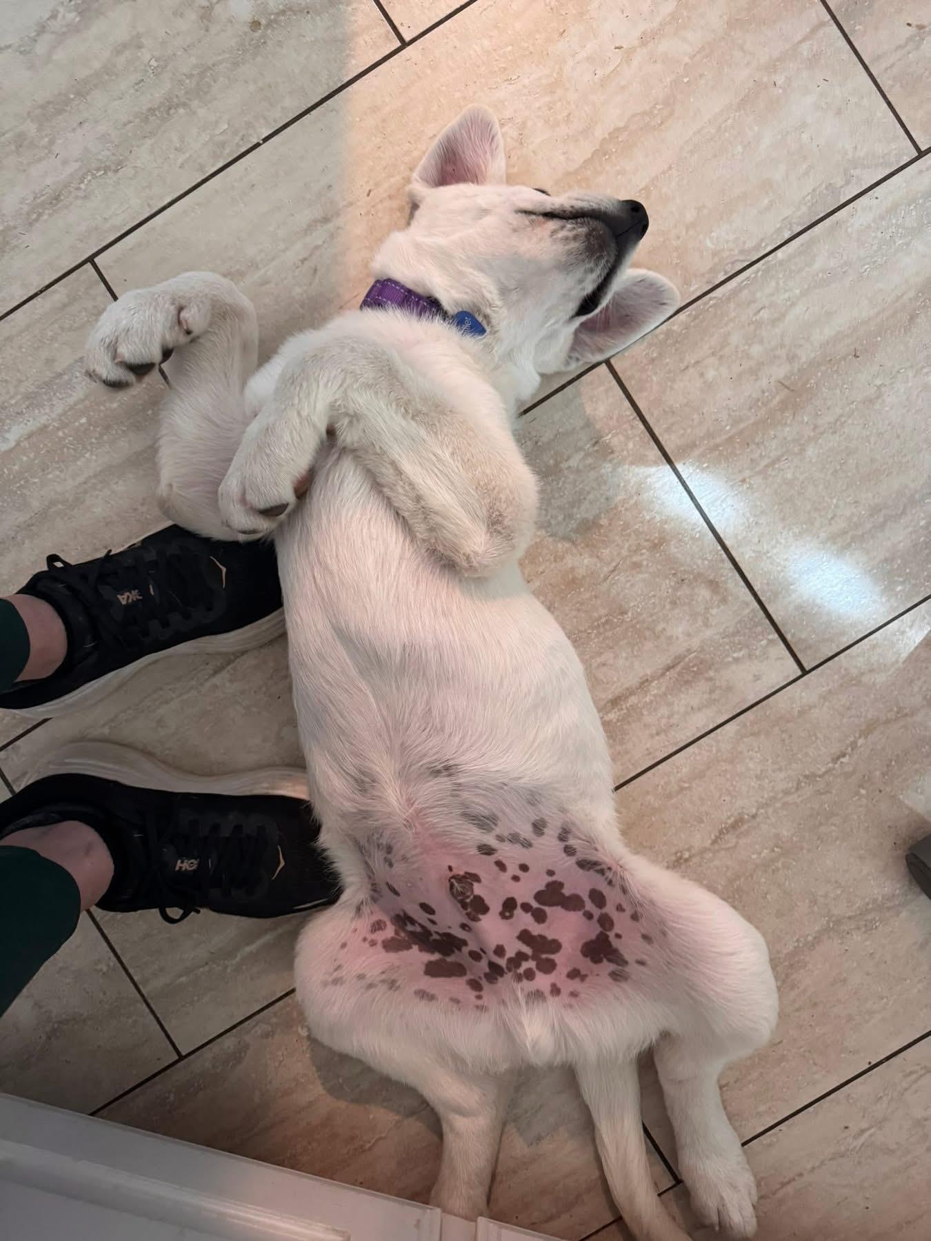 Dooley, an adopted mixed breed in Southlake, TX image 5/6