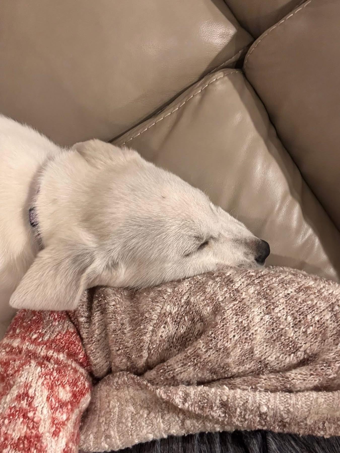 Dooley, an adopted mixed breed in Southlake, TX image 6/6