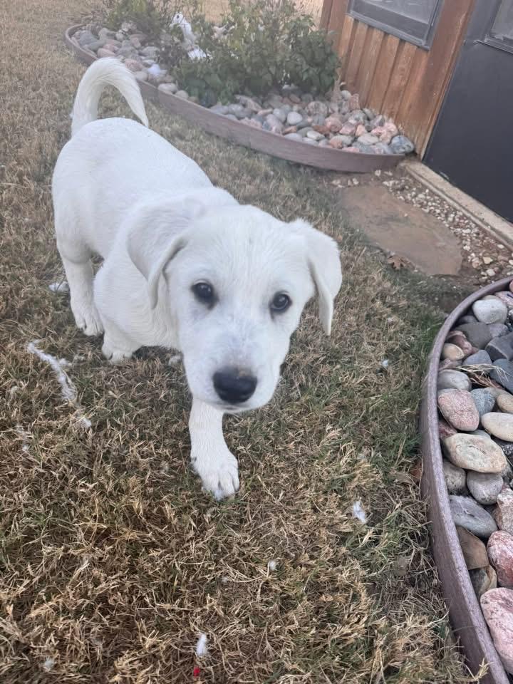 Dooley, an adopted mixed breed in Southlake, TX image 1/6