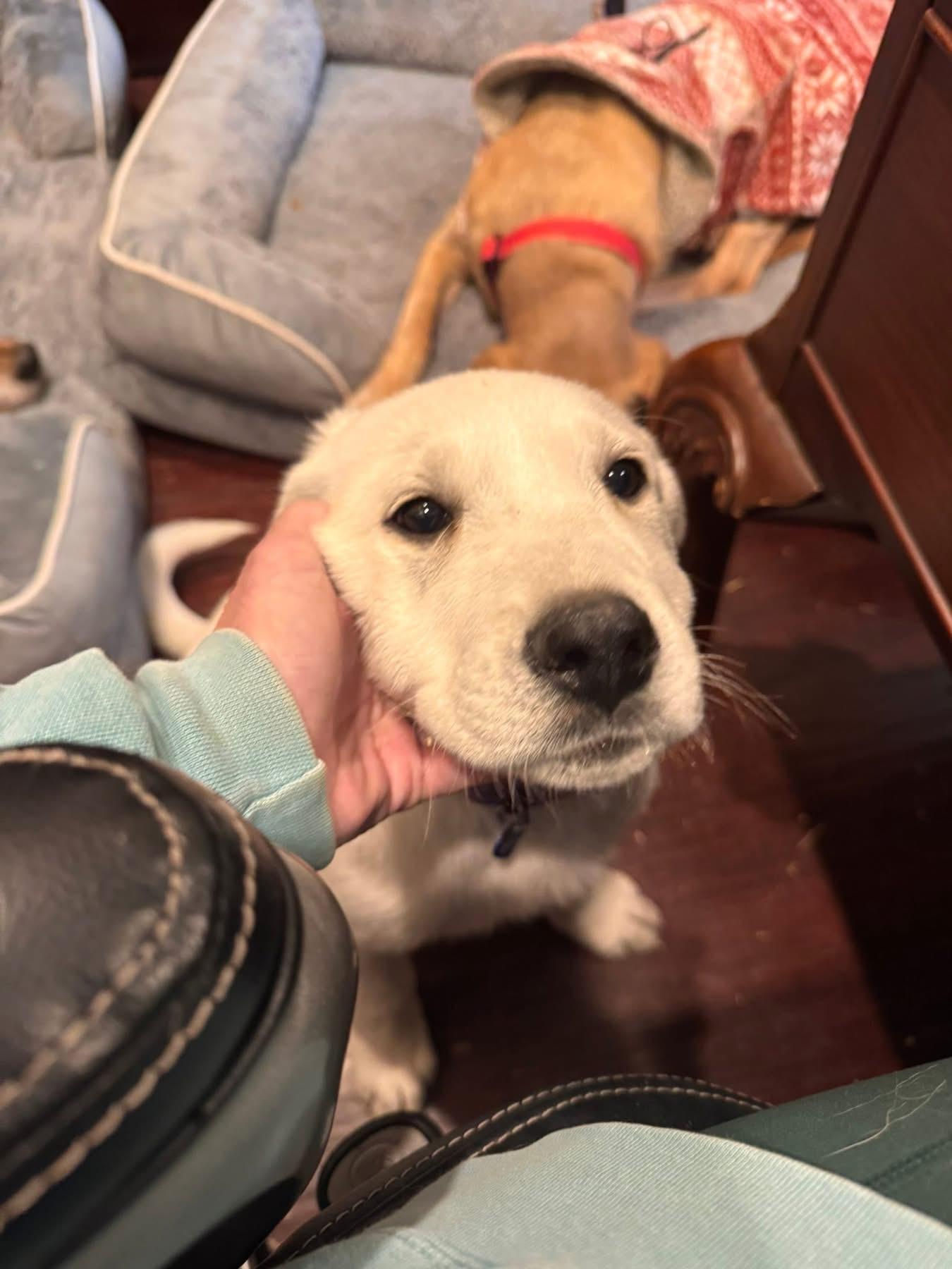 Dooley, an adopted mixed breed in Southlake, TX image 3/6