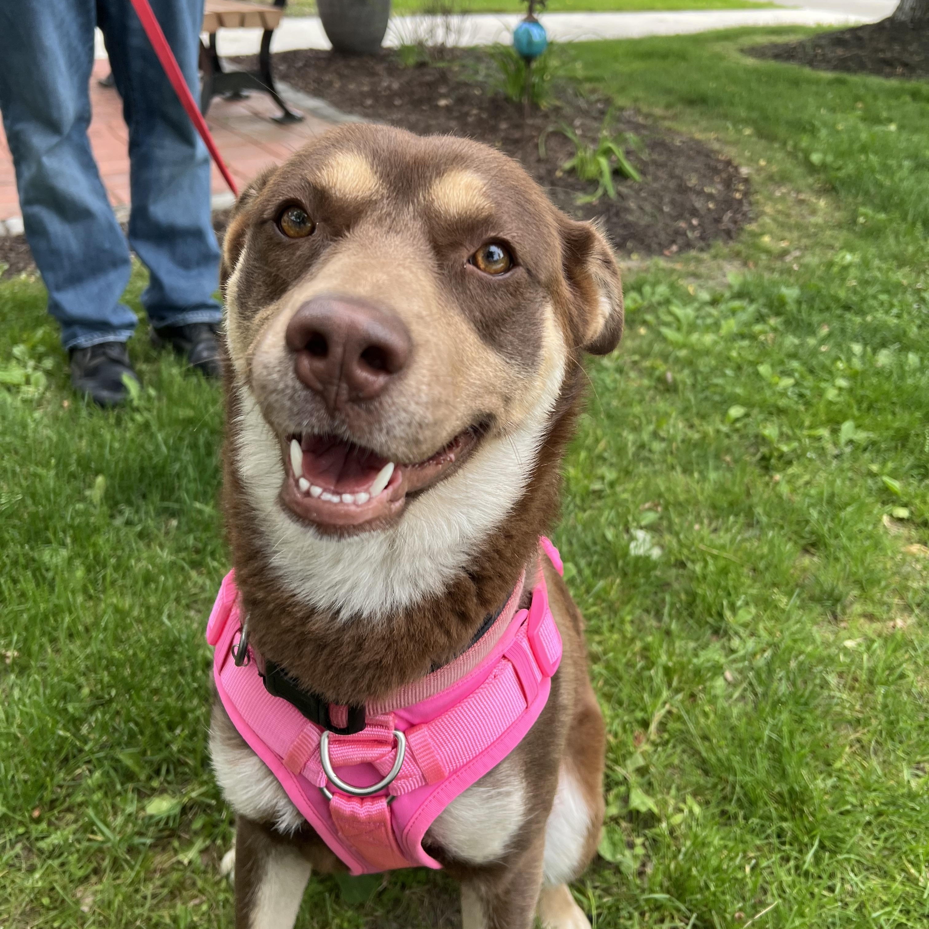Aries, ADOPTABLE, Young Female Mixed Breed.